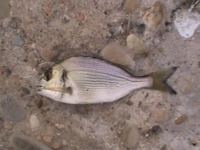 pestisoriii de aur - pic5995.JPG